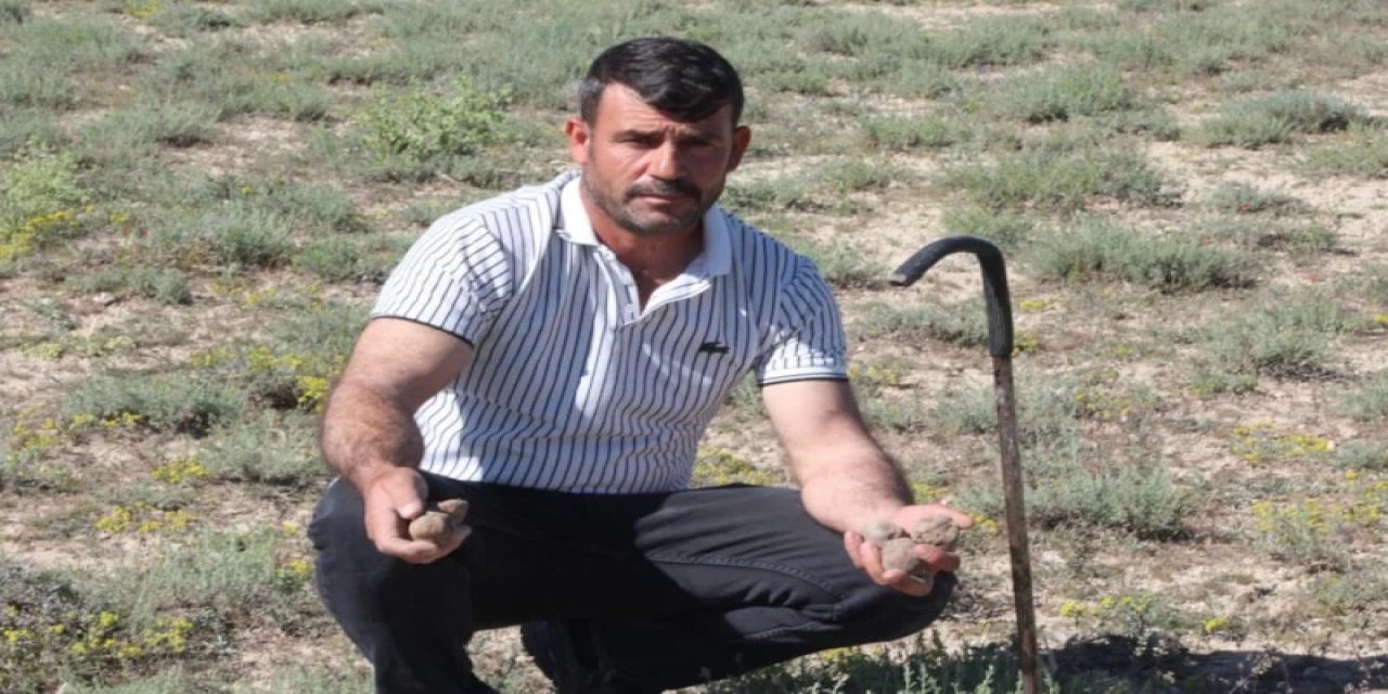 Konya'da Günde 60 Bin Lira Değerinde Mantar Topluyor