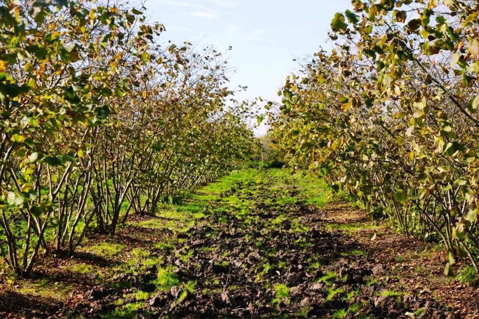 Küresel İklim Değişikliği Fındıkta Sulamayı Zorunlu Hale Getirdi