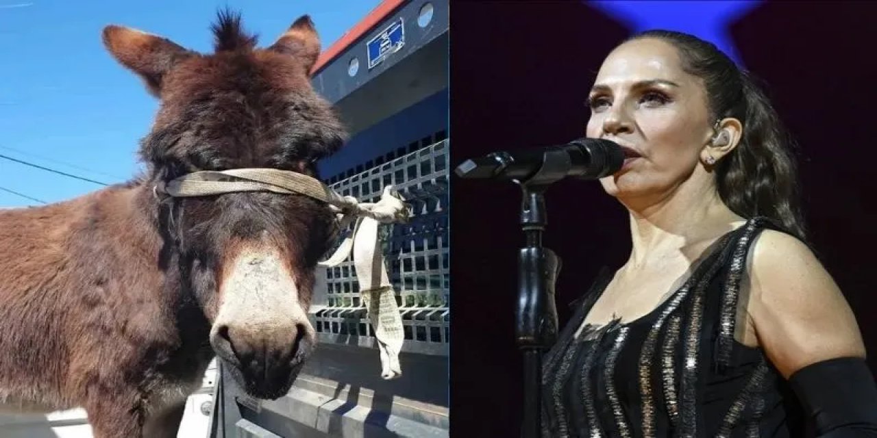 Sosyal Medyada Viral Olan Başıboş Eşeği Sertap Erener Sahiplendi!