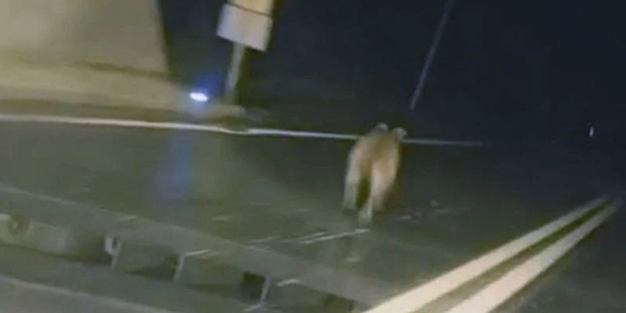 Giresun'da Tünelde Ayı Paniği: Dakikalarca Aracın Önünde Koştu