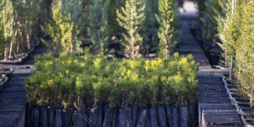 Sanatçı Ve Sporculardan Fidan Dikme Etkinliğine Destek