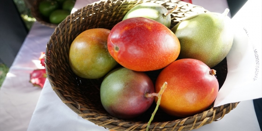 Tanesi 50 Liraya Satılan Mango Üreticinin Yeni Gözdesi
