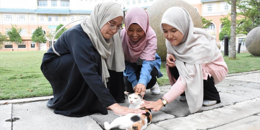 Türklerin Kedi Sevgisini Örnek Alıp Kedi Kulübü Kurdular