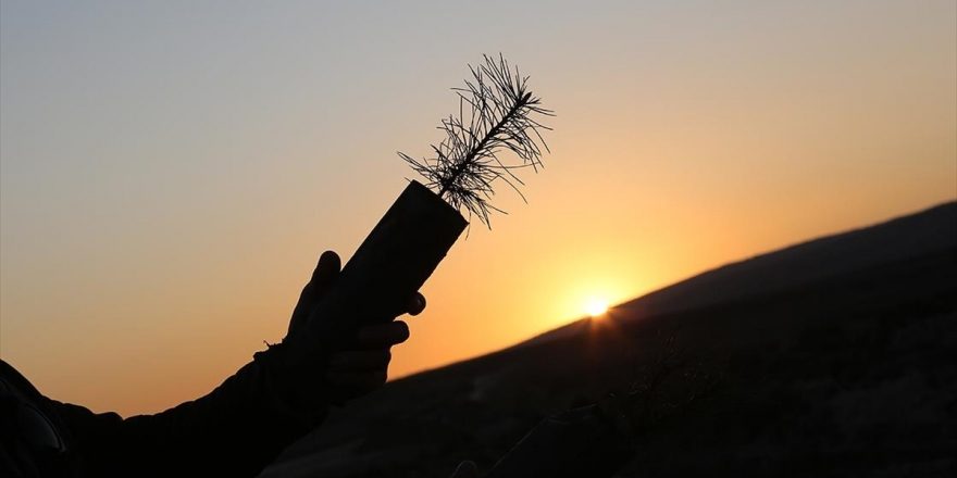 11 Milyon Fidan Yarın Toprakla Buluşacak