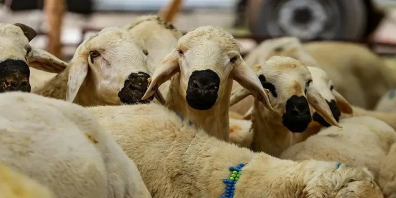 TZOB Açıkladı: Kurbanlık Fiyatları Belli Oldu