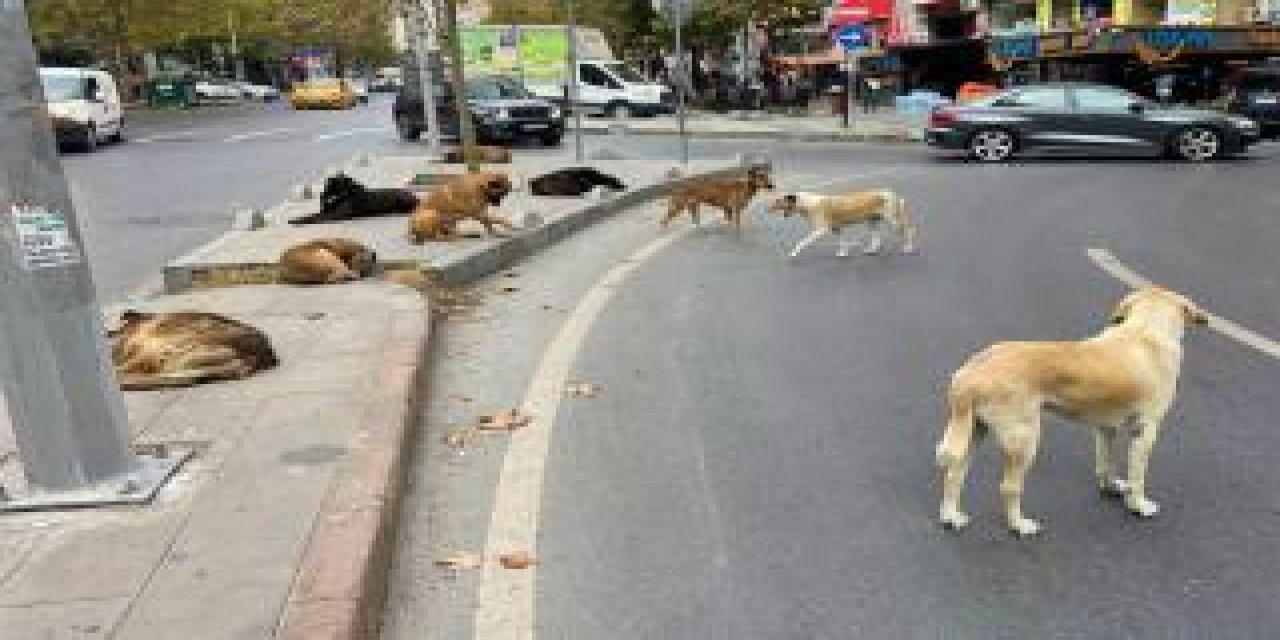 İstanbul'da Metro Durağında Sahipsiz Köpeğin Isırdığı İrlandalı Turist Açtığı Davayı Kazandı