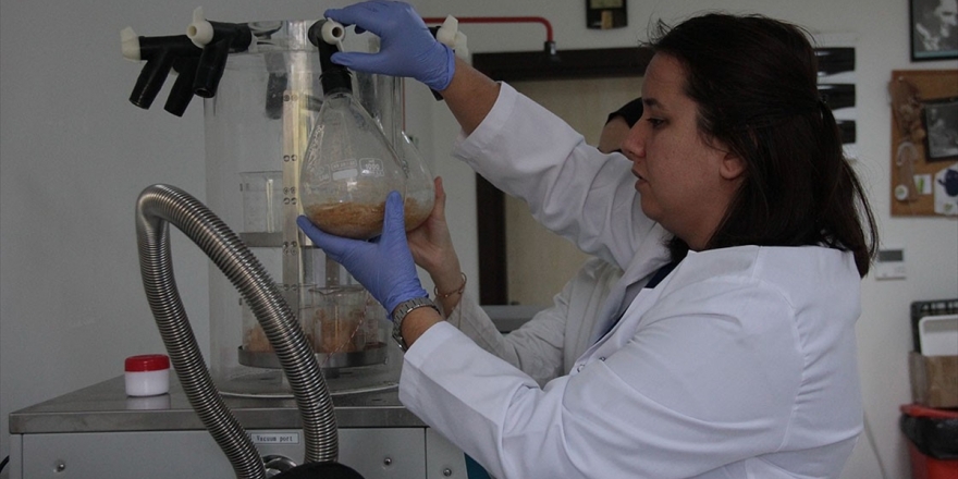 'Bacillus' Bakterisinin Pet Ve Naylonu Parçalayabildiği Belirlendi