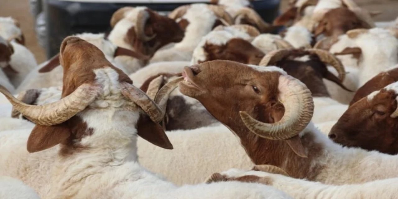 Kurban İbadetiyle İlgili Merak Edilenler: 20 Soru 20 Cevap