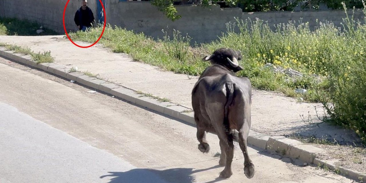 Çorum'da Kaçan Kurbanlık Kaosu
