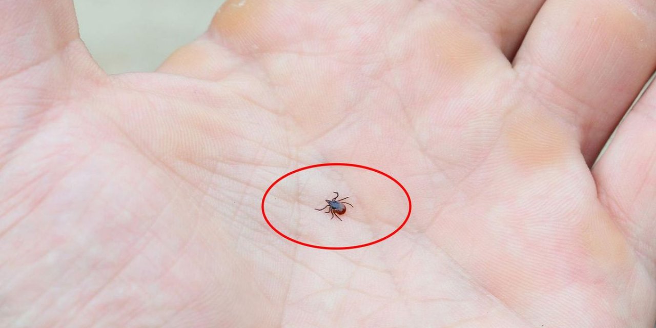 Kene Popülasyonu Arttı, Uzmanlar Tedbir Çağrısı Yaptı