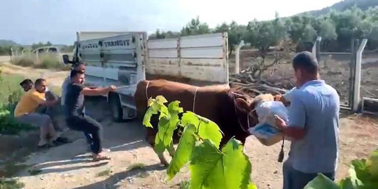 Boğa Kontrolden Çıktı