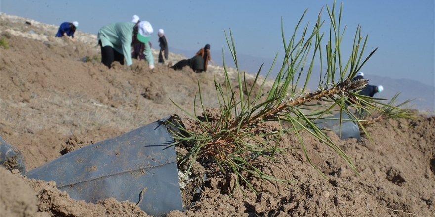 Fidan Dikmede Türkiye'nin Guinness Rekoru Tescillendi