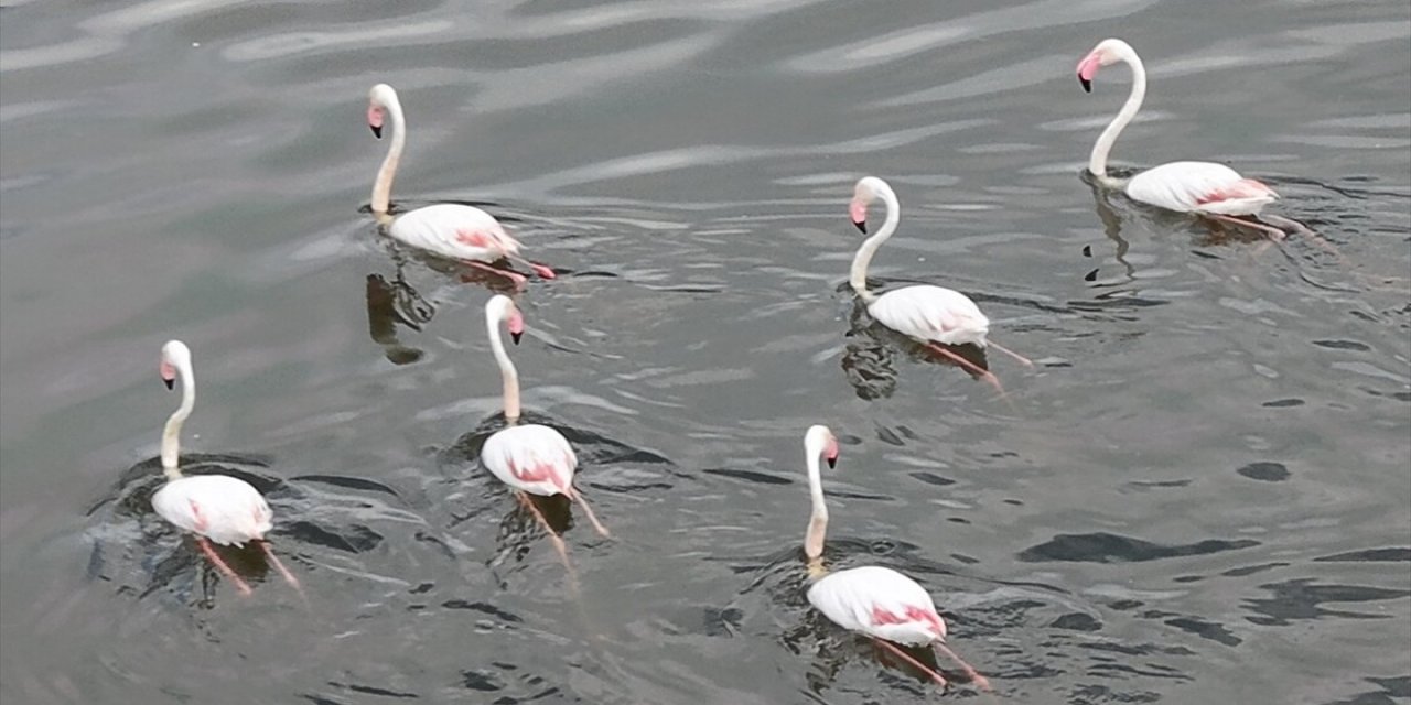 Flamingolar Akkaya Barajı'na Gelmeye Başladı