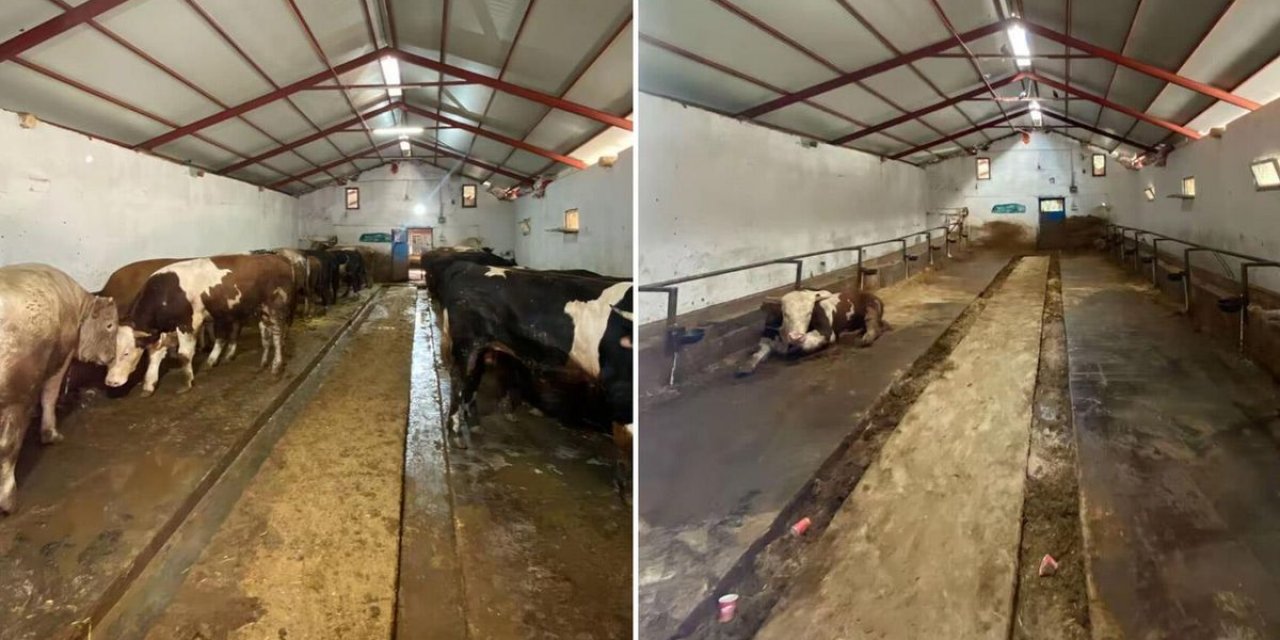 Rakam İnanılmaz! İşte Bütün Kurbanlıklarını Satan Besicinin 1 Yılda Kazandığı Para