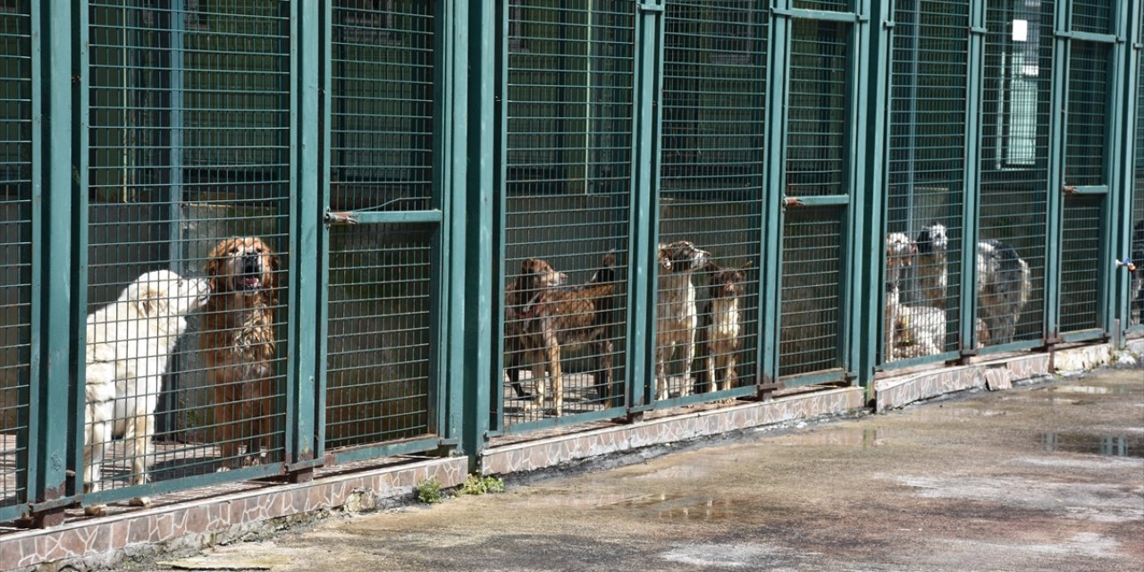 Trabzon'da 750 Köpek Kapasiteli Merkez Sahipsiz Hayvanlara Yuva Oldu
