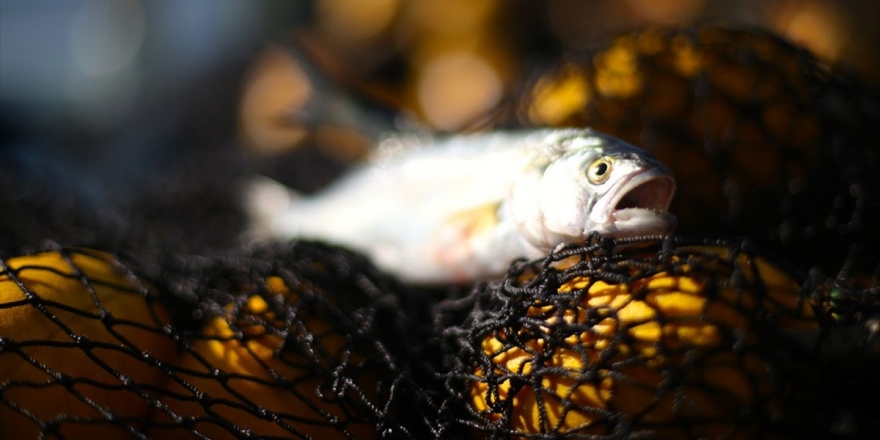 Yeni Kanunla Kural Dışı Balıkçılığa Set