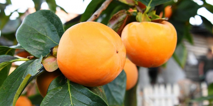 Yazın 'Lapseki Şeftalisi' Kışın 'Trabzon Hurması' Üretiyorlar