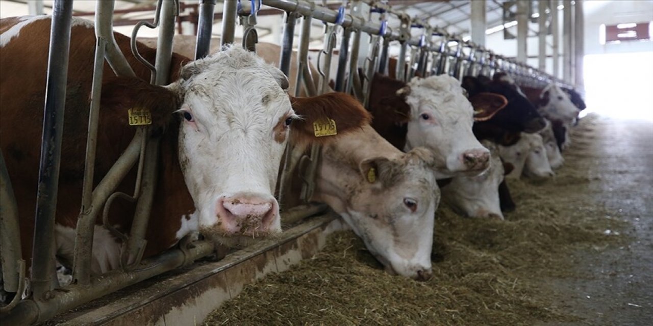 Küçük Ölçekli Üreticiler İçin "Gelir Garantili Besicilik Projesi" Devreye Alındı