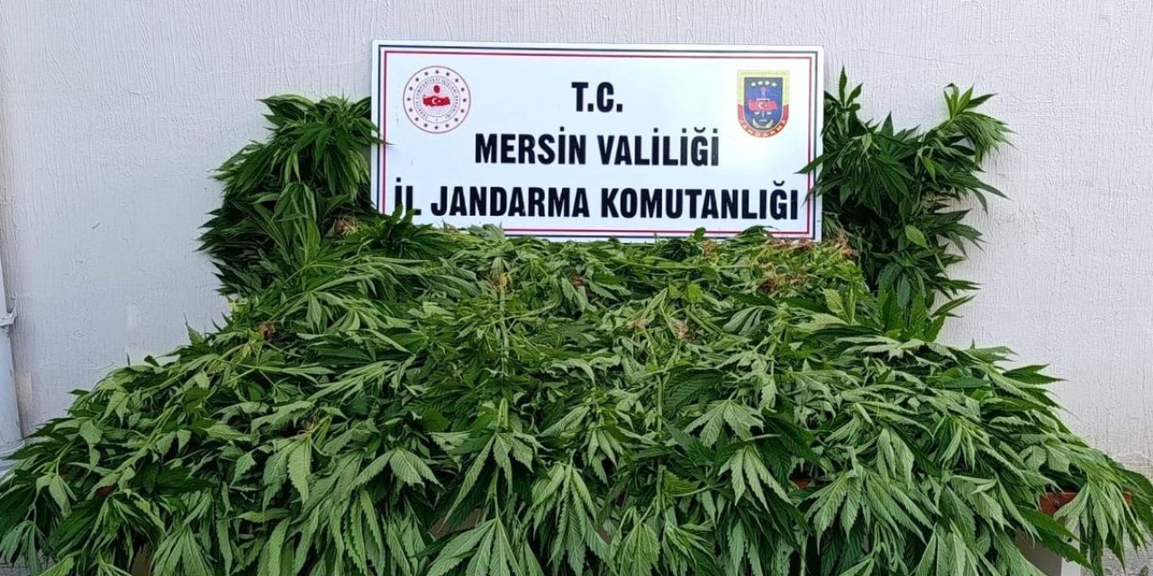 Mersin'de Yasa Dışı Kenevir Ekimi: 2 Tutuklama