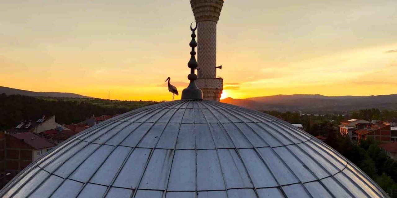 İhsangazi'de Leyleklerin Camii Keyfi