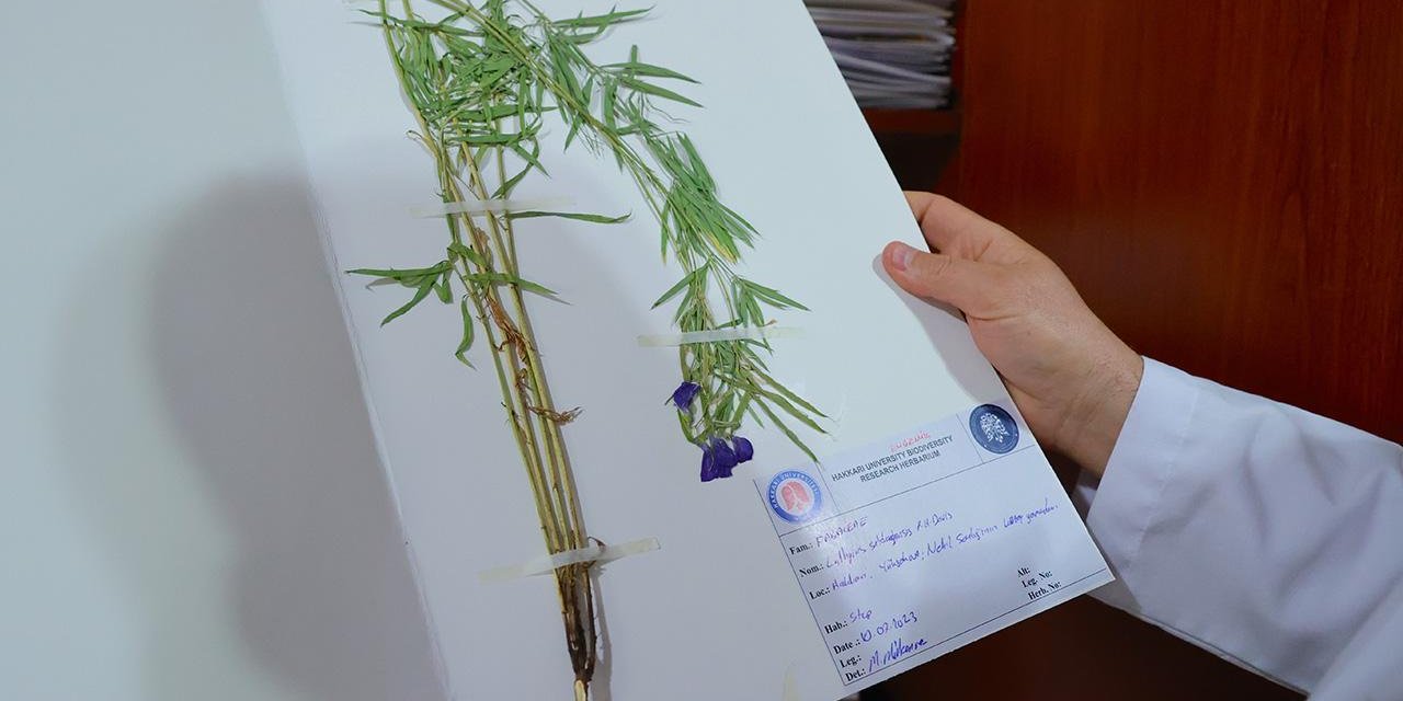 Hakkari'de Bilimsel Çalışmalarla Tespit Edilen Bitki Türü Sayısı 800'e Çıktı