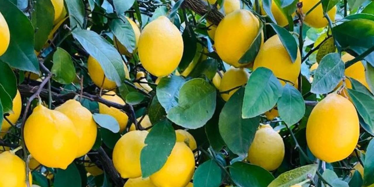 Türkiye’den 4 Ayda 195 Milyon Dolarlık Limon İhracatı