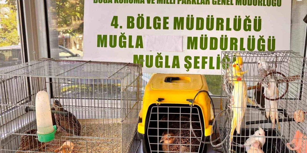 Muğla'da Kaçak Yollarla Depoda Tutulan 13 Yaban Kuşu Ele Geçirildi