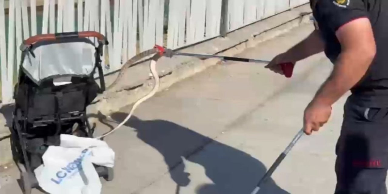 Şanlıurfa'da Bebek Arabasına Ağaçtan Yılan Düştü