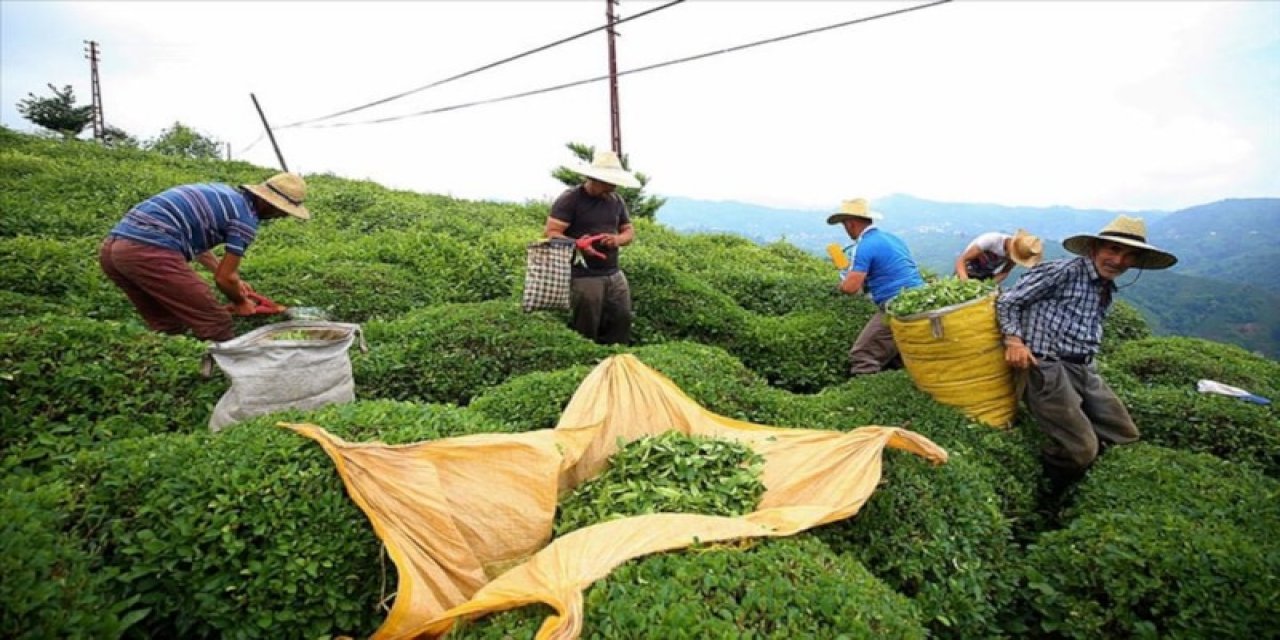 Rize Ticaret Borsası Başkanı: Mekanlarda Bir Bardak Çayın Maliyeti 1,5 Tl