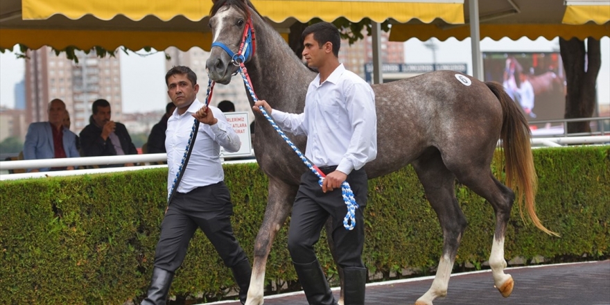 Şampiyon Taylardan Tigem'e Rekor Gelir