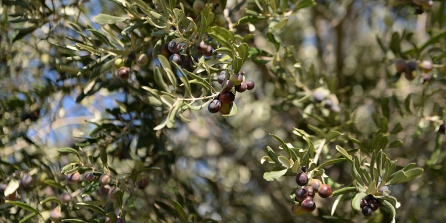 Prof. Dr. Karatay: Zeytin Altındır, Zeytinyağı Da Altının Suyudur