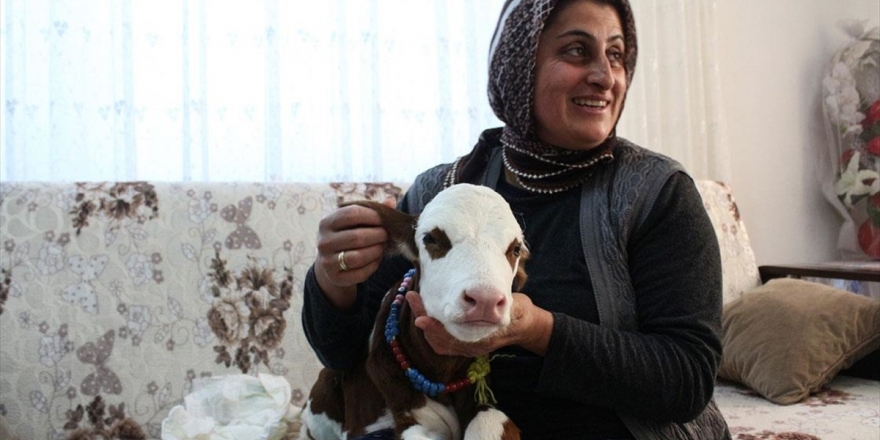 Hayvancılık Yapan Fatma Öncel Prematüre Buzağıya Evinde Bakıyor