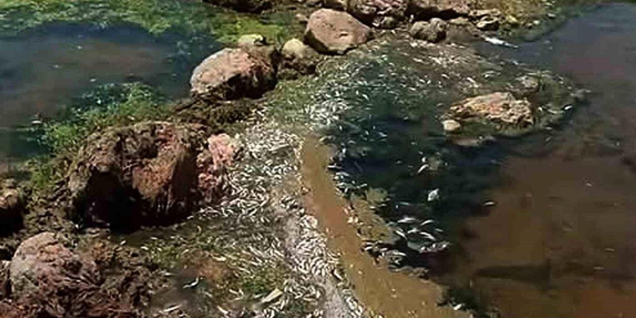 Karasu Çayı'nda Toplu Balık Ölümleri