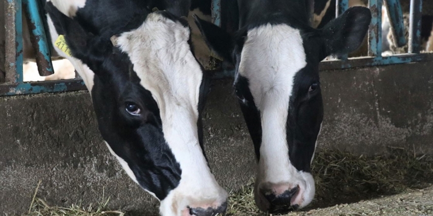 Kırmızı Et Üretiminde 'Büyüme' Stratejisi