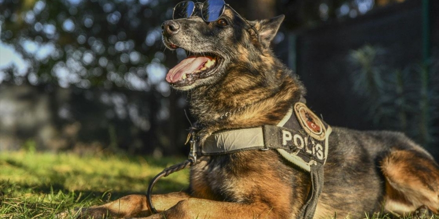 Bomba Avcısı Timsah Emekliye Ayrıldı