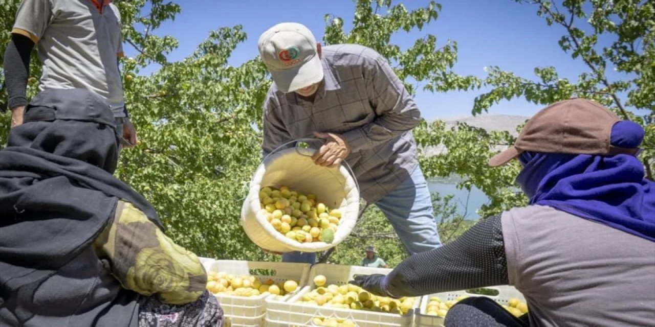 Dünya Kayısı Başkenti Malatya'da Kayısı Hasadı