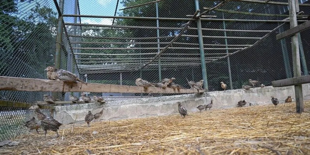 İstanbul'da Yetiştirilen Sülünler, Türkiye'nin Birçok Yerinde Keneyle Mücadelede Kullanılıyor