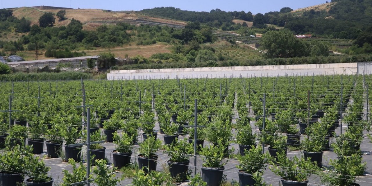 Yalova'da Kurulu Alova Farm'da Yaban Mersini Hasadı Sürüyor