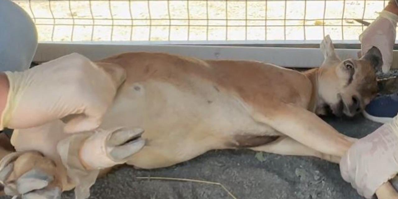 Şırnak'ta Yaban Keçisi Avına 1,2 Milyon Lira Ceza