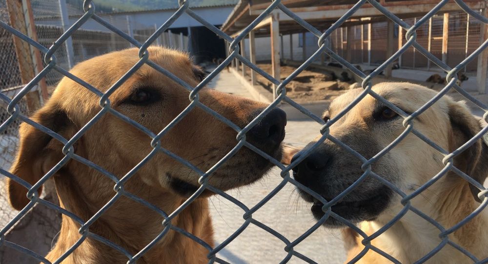 Hayvanını terk edene 10 bin TL ceza, kötü mualemeye 2 yıl hapis
