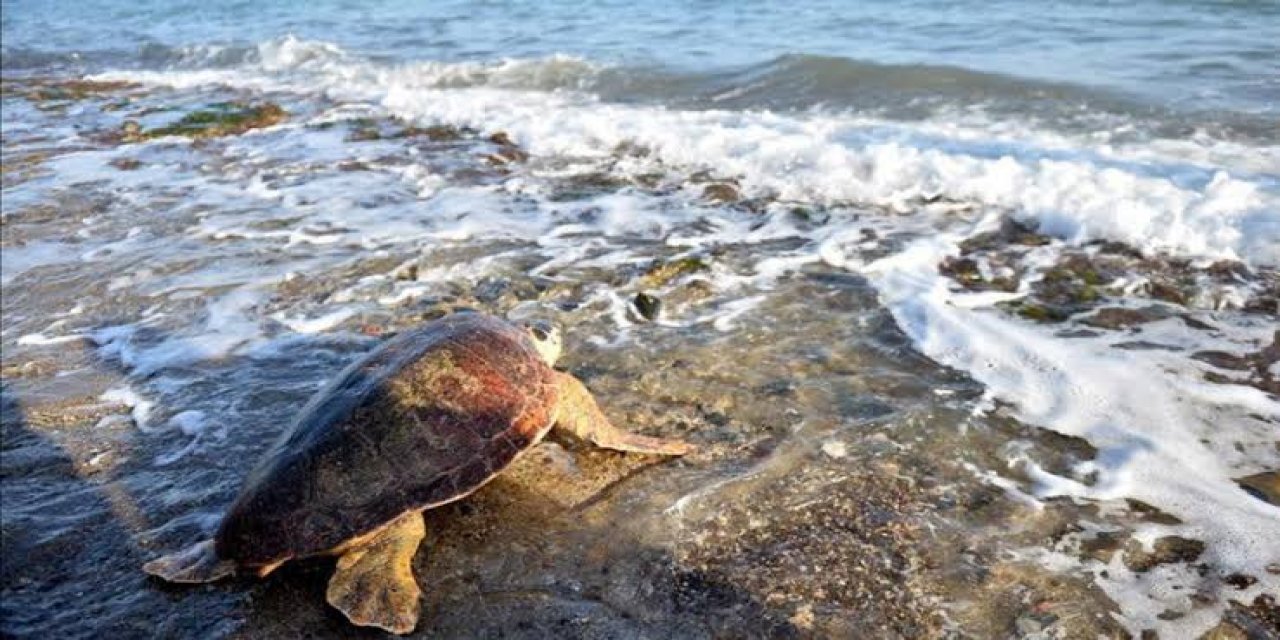 Anaç Deniz Kaplumbağaları Mersin Sahillerine Yumurta Bırakmaya Başladı