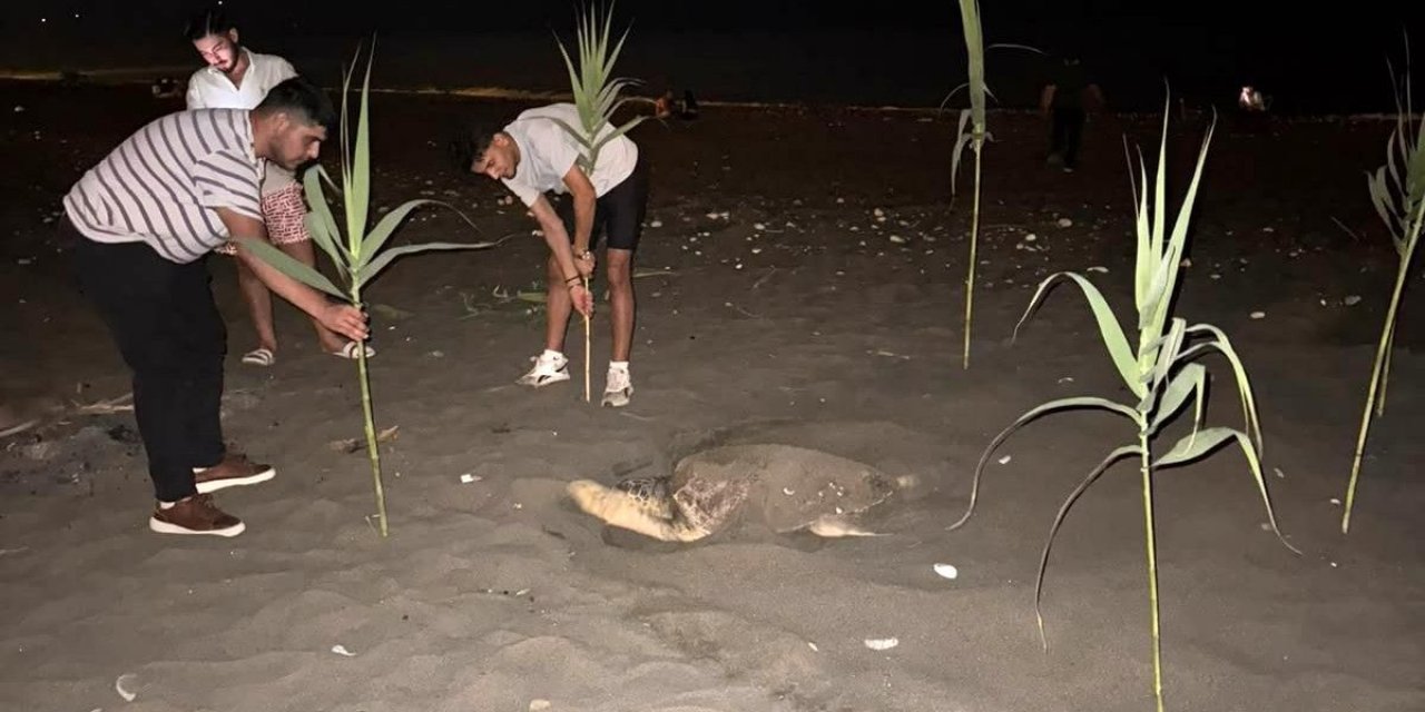 Erdemli'de Caretta Caretta Yuva Yaptı