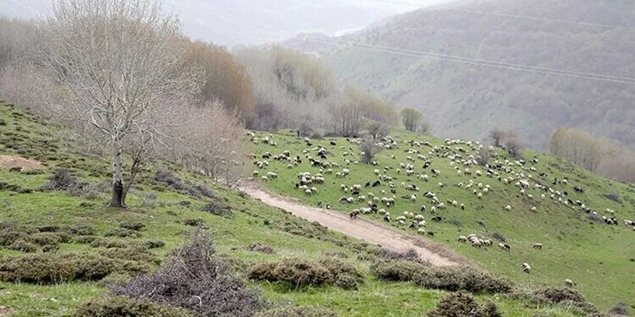 Yer Yer Kar Örtüsünün Bulunduğu Kurtik Dağı Binlerce Küçükbaş Hayvanı Ağırlıyor