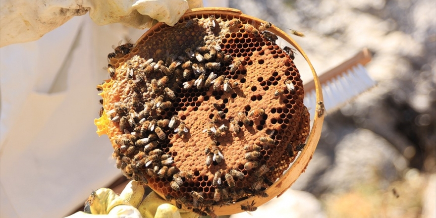 48 Bin Genç Çiftçiye 1,4 Milyar Lira Hibe Desteği Sağlandı