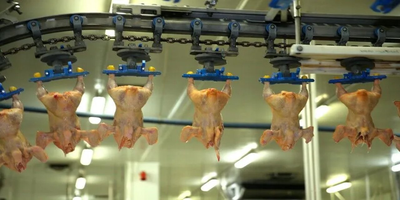 Tavuk Eti Üretimi Mayısta Yıllık Bazda Yüzde 16,3 Azaldı
