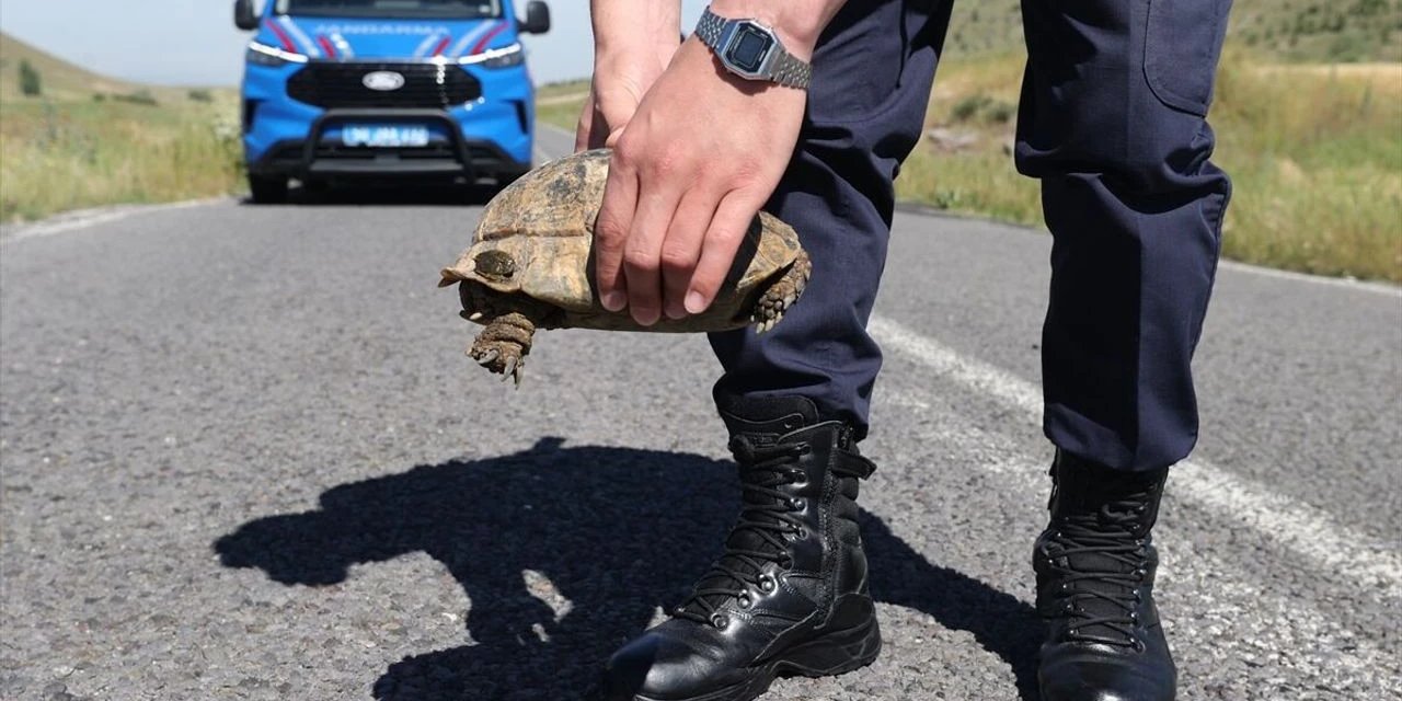 Jandarma "Doğal Yaşamın Sessiz Sakini" Kaplumbağalar İçin Devriye Atıyor