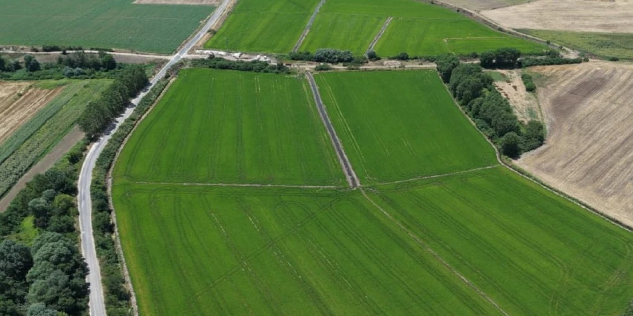 Edirne'de Çeltik Bereketi: Rekolte Beklentisi 400 Bin Tonu Aştı