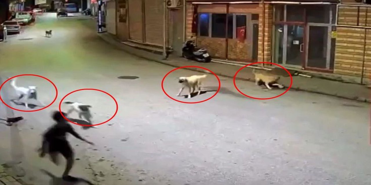Sokakta Kendi Halinde Yürüyen 10 Yaşlarındaki Bir Çocuk, Aniden Etrafını Saran Başıboş Köpek Sürüsünün Saldırısına Uğradı.