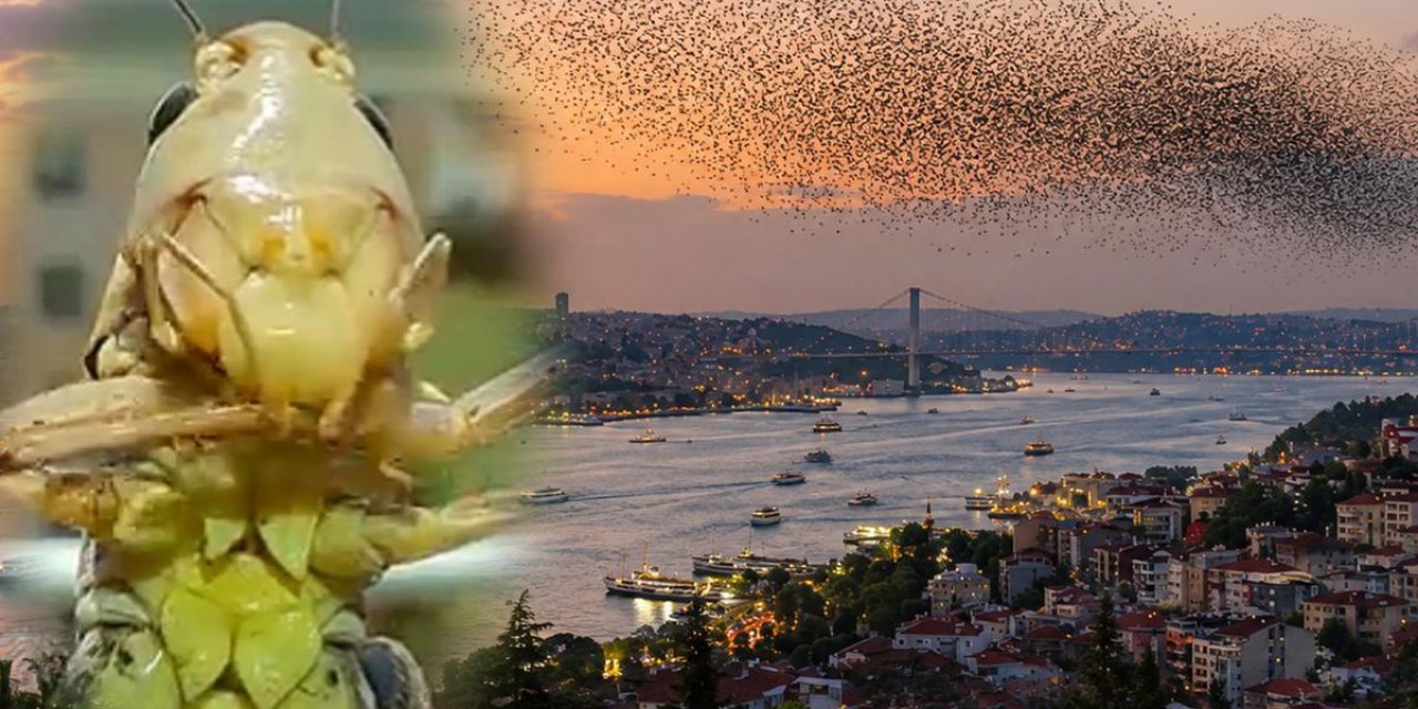 Sürüler Halinde Türkiye'ye Geliyorlar! İstanbul'dan Sonra O İli De Sardılar