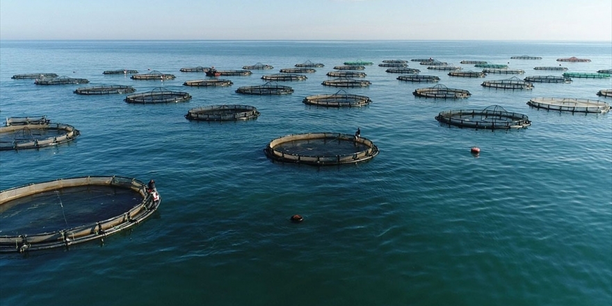 Su Ürünleri Destekleri İçin 23 Aralık'a Kadar Başvurulabilecek